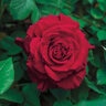 Rosa X Lady in Red Climbing Rose  