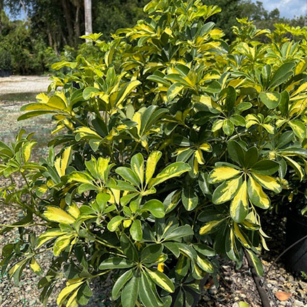 Heptapleurum (Schefflera) arboricola Capella Dwarf Umbrella Plant ...