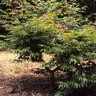 Acer Palmatum Ao Shime No Uchi Strap Leaf Japanese Maple