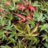 Acer Palmatum Ao Shime No Uchi Strap Leaf Japanese Maple