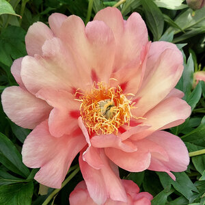 Paeonia Bulb X Intersectional Magical Mystery Tour Itoh Peony 1 Count Bag