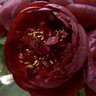 Paeonia Bulb X Lactiflora Buckeye Belle Peony