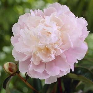 Paeonia Bulb Lactiflora Moon River Peony 1 Count Bag