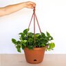 Planter Lucca Self-Watering Terra Cotta 12 in.