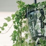 Hanging Basket Drip Pan Display