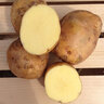 Solanum Tuberosum Yukon Gold Potato 50 lb. Bag