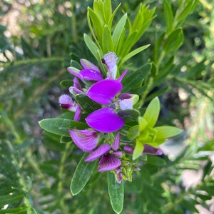 Polygala Virgata Portola Purple Broom