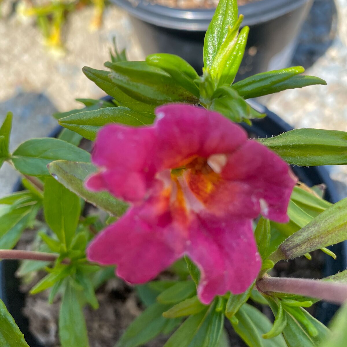 Mimulus Aurantiacus Jelly Bean Red Monkey Flower | SiteOne US