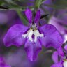 Lobelia Erinus Techno Violet Lobelia