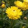 Bracteantha X Granvia Gold Strawflower