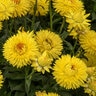 Bracteantha X Granvia Gold Strawflower