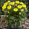 Bracteantha X Granvia Gold Strawflower