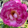 Rosa Grandiflora Miss Congeniality Rose