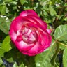 Rosa Grandiflora Miss Congeniality Rose