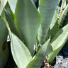 Sansevieria Trifasciata Moonshine Snake Plant
