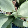 Sansevieria Trifasciata Moonshine Snake Plant