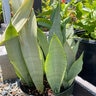 Sansevieria Trifasciata Moonshine Snake Plant