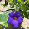 Thunbergia Battiscombei Clock Vines