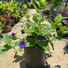 Thunbergia Battiscombei Clock Vines