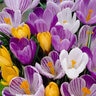 Crocus Bulb Vernus Rainbow Mixture Large Flowering Crocus 1250 Count Crate