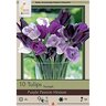 Tulipa Bulb Triumph Purple Passion Mixture Tulip 100 Count Bag