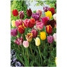 Tulipa Bulb Breeders Mixture Tulip 100 Count Bag