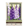 Gladiolus Bulb Blue Topic Sword Lily 12/14 10 Count Bag