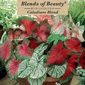 Caladium Bulb Fancy Leaf Candidum Jr Angel Wings