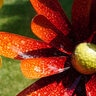 Blossom Burst Small-Bright Colorful Assortment of Garden Art