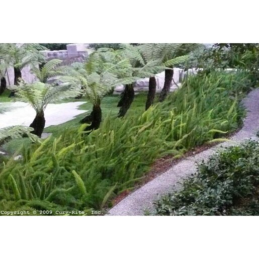 Curv-Rite 3000 Series Aluminum Landscape Edging Deco-Brown 1/8 in. x 4 ...
