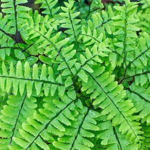 Adiantum Pedatum Northern Maidenhair Fern