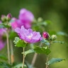Hibiscus Syriacus Tahiti Rose of Sharon
