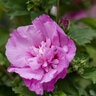 Hibiscus Syriacus Tahiti Rose of Sharon