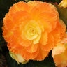 Begonia X I'Conia Portofino Series Begonia
