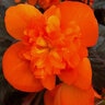 Begonia X I'Conia Portofino Series Begonia