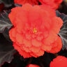 Begonia X I'Conia Portofino Series Begonia