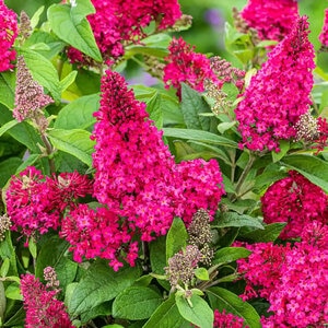 Buddleia Davidii Butterfly Candy Li'l Raspberry Butterfly Bush