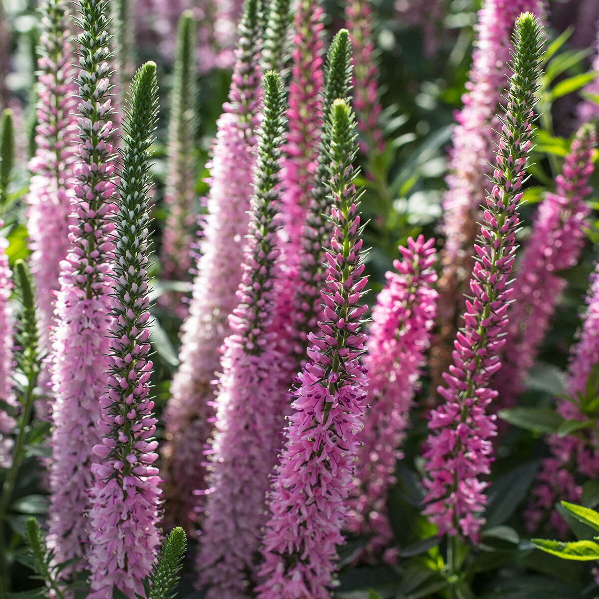 thumbnail image 2 of Pink Veronica Longifolia Seeds – Long Leaf Speedwell, Hardy Perennial, 101 Seeds, USA Seller 2 of 5