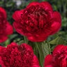 Paeonia Bulb Lactiflora Red Charm Peony