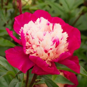 Paeonia Bulb Lactiflora White Cap Peony 1 Count Bag