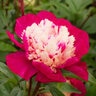 Paeonia Bulb Lactiflora White Cap Peony