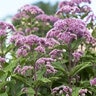 Eupatorium Dubium Little Joe Pye Weed
