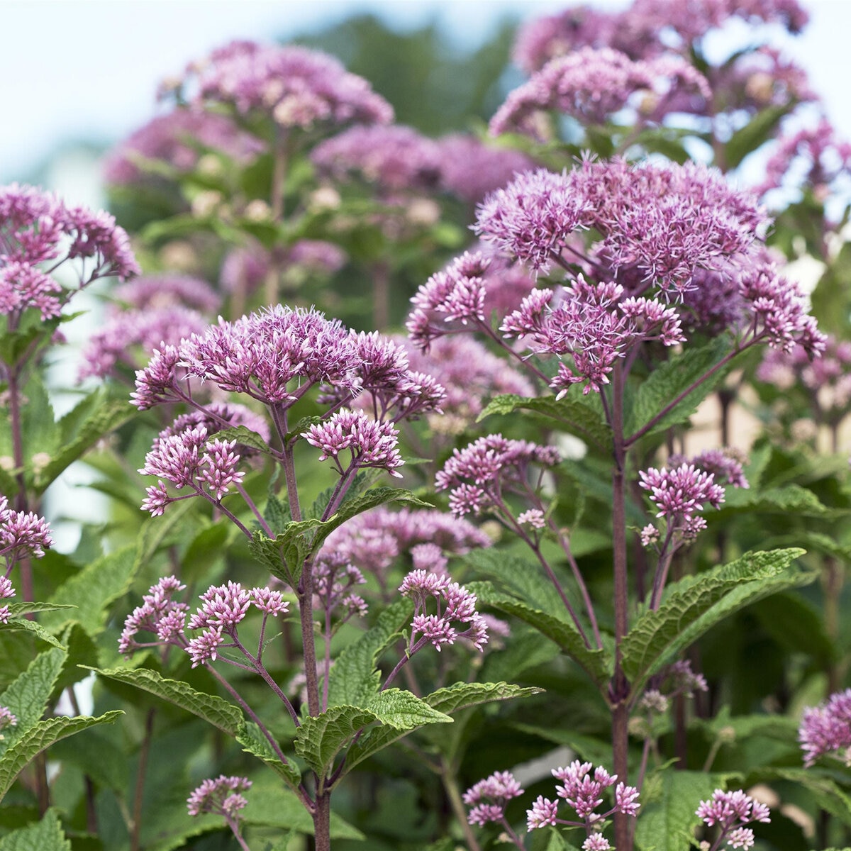 Joe Pye Weed Little Joe