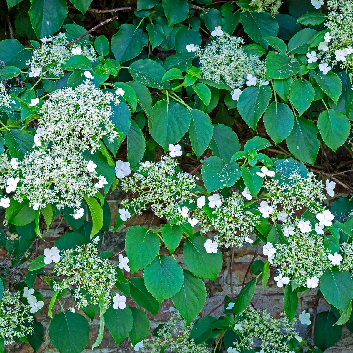 Hydrangea Anomala Subsp. Petiolaris Climbing Hydrangea | SiteOne US