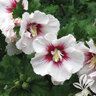 Hibiscus Syriacus Helene Rose of Sharon