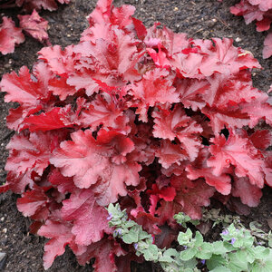 Heuchera X Forever Red Coral Bells