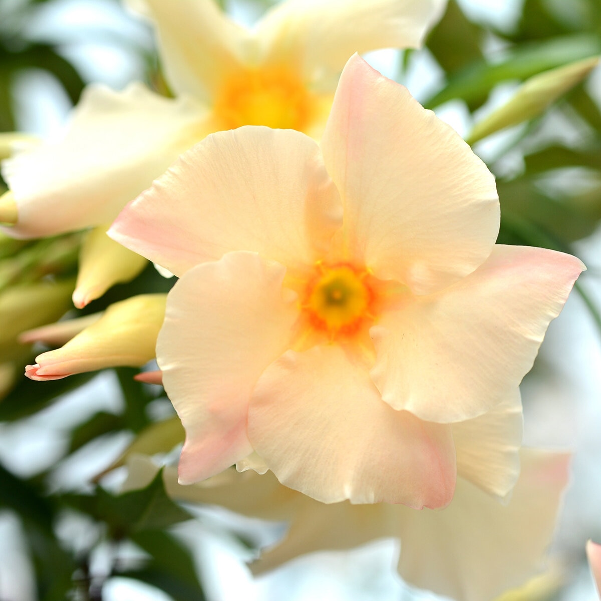 Dipladenia Apricot Kaufen