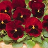 Viola X Wittrockiana Red Blotch Pansy