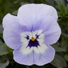 Viola X Wittrockiana Freefall Marina Spreading Pansy