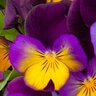 Viola X Wittrockiana Freefall Sundown Spreading Pansy